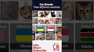 most papular cat Breeds