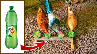 Making Chicken Feeder Using 7up Bottle | How To Make Chicken Feeder at Home