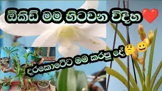 ඕකිඩ් මෙහෙම හිටවමු.🤔❤️❤️Orchid tips🤔🤔❤️❤️#garden #orchid 
