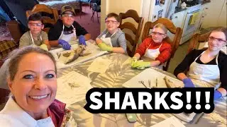 413 - SHARKS!!! A Lab Rat Academy experience. 🦈🦈🦈