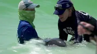 Dolphin Calf Rescue