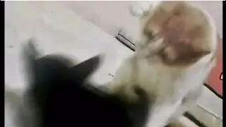 Cat/Dog memes that cured my depression and anxiety |cute and funny compilation2021#pussy #cats #dogs