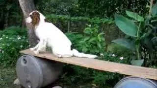 SAR DOGS IN NEPAL