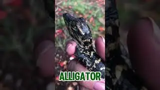 Creepiest baby animals😱#creepy #animals #babyanimals #viralshort #shortsfeed #fypage #facts