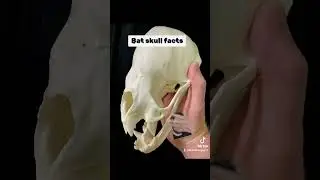 Bat skull facts!