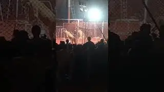 circus show mela Karor lal esan district layyah