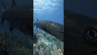 Её величество Баракуда 😍