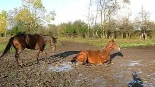 Dirty Horse Video