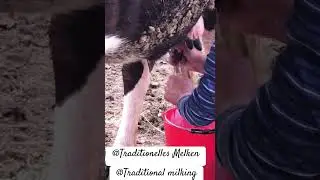 @Traditionelles Melken@Traditional milking