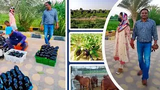 Mazra Farm in Abu Dhabi