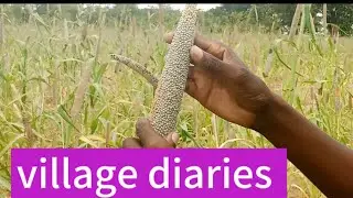 MY VILLAGE DIARIES