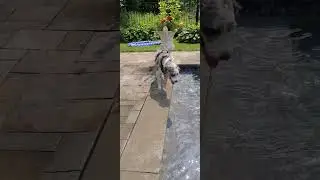 puppy pool party