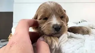 Sydney - Mini Goldendoodle - Family Bred Puppies