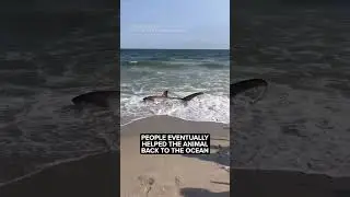 Shark washes ashore on Rockaway Beach in NYC