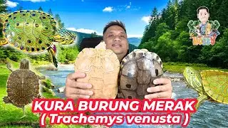Kura Burung Merak  (Trachemys venusta) 2025