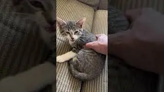 meeeeeow😄😺😺🌹 #shortsviral #subscribe #subscribemychannel