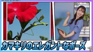 〚魚住茉由〛エレガントかまきり｜エピソード