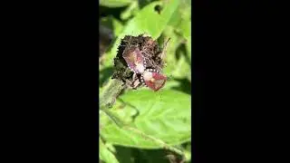 Hairy shieldbugs mating in my wildlife garden