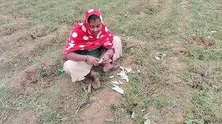 Baigan ke dekha Kaise chirai fry Hoga Baigan ke Bharose cooler Lagan pahchan