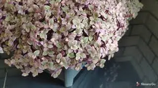 Pink callisia repens