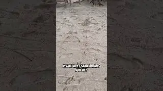 Main petak umpet sama burung 😁