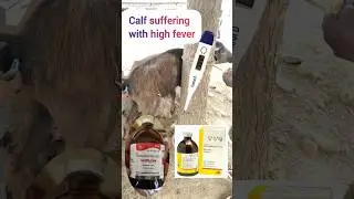 #దూడకి జ్వరం #hyperthermia in buffalo calf #fever #sunstroke #shorts