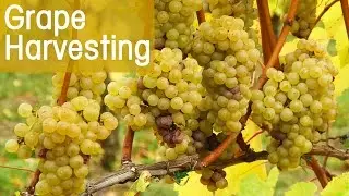 Everything You Wanted to Know About Grape Harvesting | CBC Life