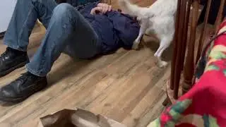 Video of adoptable pet named CASPER - Fostered in Turner, Maine