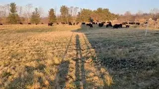100% Grass Fed Cattle | Grazing stockpiled winter forage