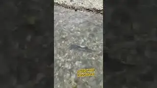 Рыба идёт на нерест на острове Беринга #Камчатка #рыба #нерест #fisch #travel #russia #nature