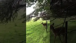 Wild Red deer fawn UK #deer
