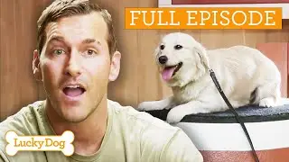 Training Golden Corgi Mix To Be the Ultimate Teacher’s Pet | Lucky Dog Full Episode