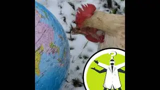 How do animals adapt to a changing magnetic field?