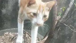 “What Is This?! Cat’s Reaction 😂”
