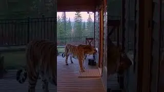 Tiger Sneaks Into Neighborhood | Real Security Camera Footage