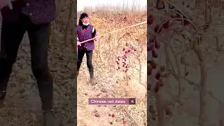 Interesting Harvest Method Chinese Red Dates #satisfying #shot