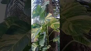 Money plant leaves or Banana tree leaves? realy saw so many leaves for the first time.// money plant