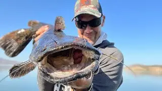 What&rsquo;s up with these big flatheads at Diamond Valley Lake ?￼