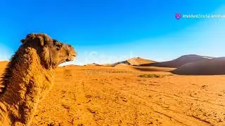 Desert Nomads: The Camels of Egypt #animal2024