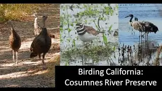 Birding California: Cosumnes River Preserve