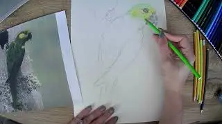 Drawalong with Pip - Yellow Eared Parrot