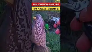 Umpan andalan casting ikan gabus babon #castinggabus #shorts @ZackyAngler