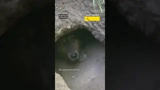 Dog Has Made a Shelter to Hide From Russian Shelling #warinukraine