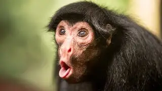стрим валорант учусь играть жестко