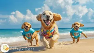 #dogvlog 01: Videos Entertain Help Relax for Dog All Day When Home Alone🐶Best Ultimate Music for Dog