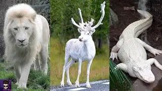 Most Beautiful White Animals in the World