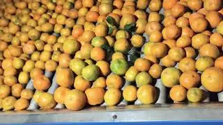 🍊Orange waxing machine & grading