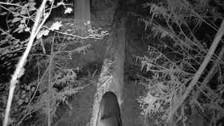 View from above of large bear coming back across log bridge.