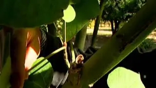 The Parasol Tree