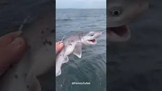 Small Cute Animals That Grew Into GIANTS ☠️!